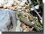 podarcis tauricus